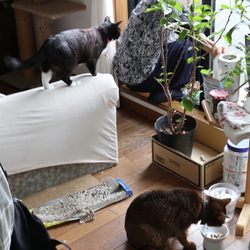 サスケくんの回復