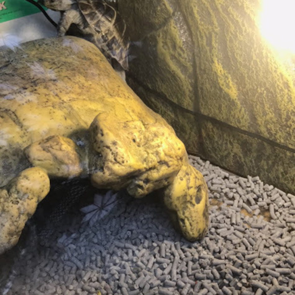 エギーのカバー写真