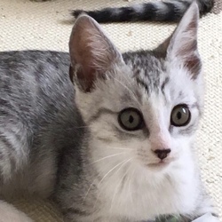 保護猫里親会＠東京ドームシティ