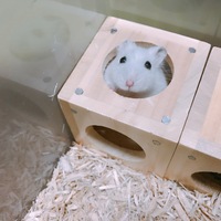 ゆきみ