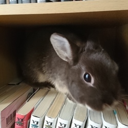 春のおはぎ