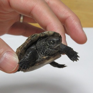 ゼニガメ（クサガメ）甲羅５cm約2年