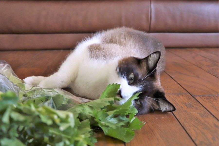 たぬ君 セロリにメロメロ マタタビ大好きさんのペットログ ペットのおうち 月間利用者150万人