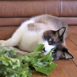 「たぬ君　セロリにメロメロ♥」サムネイル1