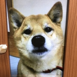 「どの子もうちの子！」サムネイル2