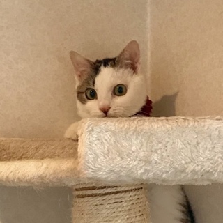 人&猫馴れ抜群の甘えん坊  マリンちゃん