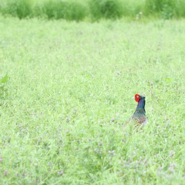 キジが休耕畑にいました☆赤いお顔が鮮やか！