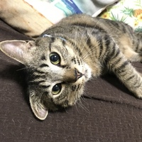 おこげ