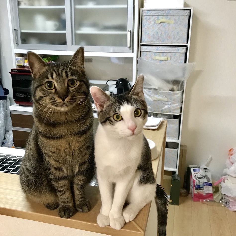 おこげのカバー写真