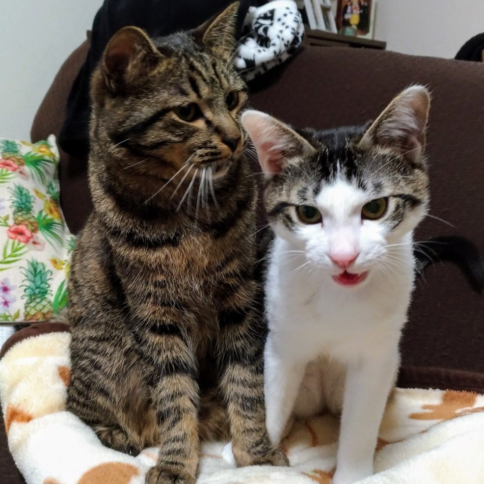 くるみのカバー写真
