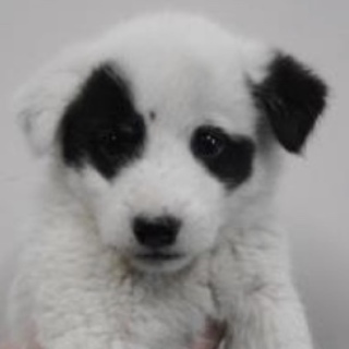 里親様に迎えられました。有難うございました。