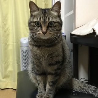 稲城市の猫の里親募集情報まとめ ペットのおうち 月間利用者150万人