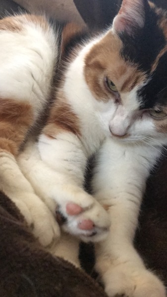みけ