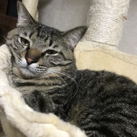 キャベツ