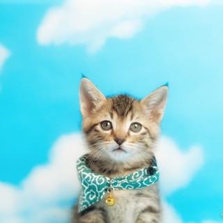 元気で懐こい　カツオくん　♪