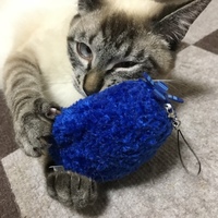パピコ