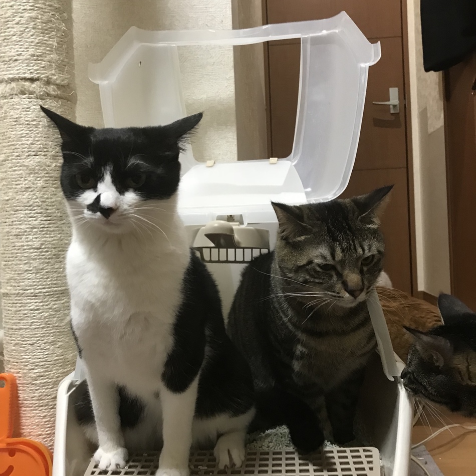 みかんのカバー写真