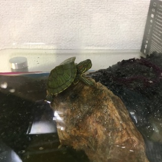 ミシシッピアカミミガメのベビー