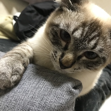 ご主人様の真後ろ確保〜