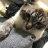 ご主人様の真後ろ確保〜