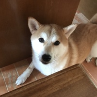 こたつ