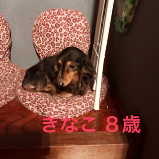 ダックス里親急募です