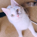 スコティッシュフォールド立ち耳のソフィーちゃん