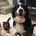 里親様が決まりました。