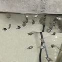 バルーンモーリー稚魚お譲りします