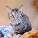 美人猫のつくしちゃん