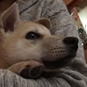 わんっ♪