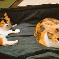 「接近！接近！」サムネイル2