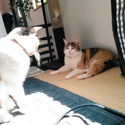 「接近！接近！」サムネイル3