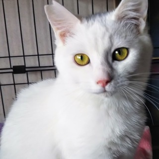とっても仲良しなイケメン兄弟2匹と優しい親分猫♬