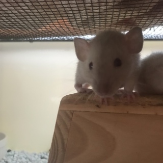 ファンシーラット生後4ヶ月