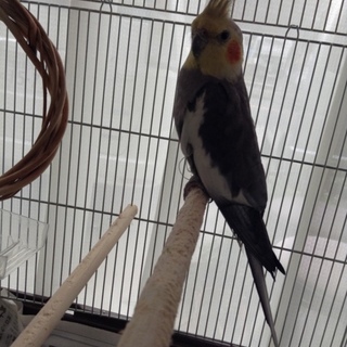 ありがとうございました　オカメインコ2歳♂　