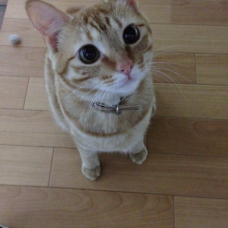 てんてんのカバー写真
