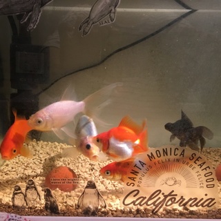 金魚たちの里親募集です♪