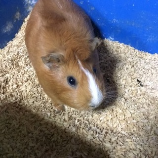 急募！モルモットの里親さん募集！！