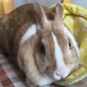 ウサギちゃんの里新さん募集