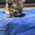子猫が産まれました！二カ月です！