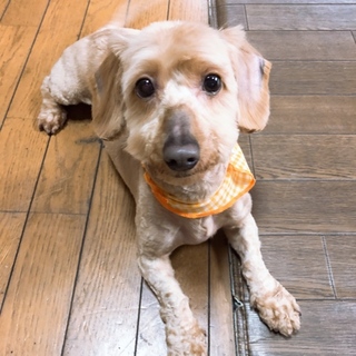 ミックス犬 ありがとうございました！