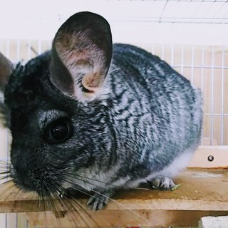 チンチラ　ご応募ありがとうございました