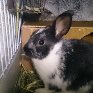 新しいご家族がきまりました