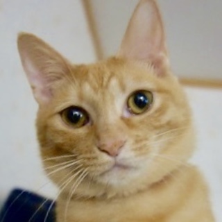 1/13水道橋★カリンちゃん★抱っこ・膝乗り猫