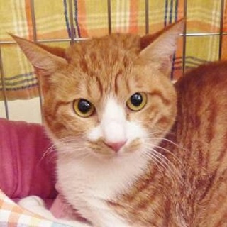 5/13銀座★麗楽（レイラ）ちゃん ★ツンデレ