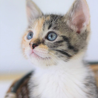 キジ三毛仔猫のコートちゃん里親募集！