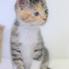 キジ三毛仔猫のコートちゃん里親募集！ サムネイル2