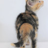 キジ三毛仔猫のコートちゃん里親募集！ サムネイル3