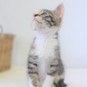 キジ三毛仔猫のコートちゃん里親募集！ サムネイル4